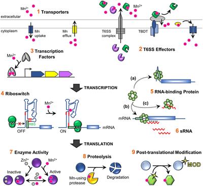 Regulation of Bacterial Manganese Homeostasis and Usage During Stress Responses and Pathogenesis